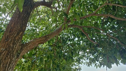 Fototapeta premium Looking up at the canopy of a large tree with green leaves and branches against a bright sky on a sunny day