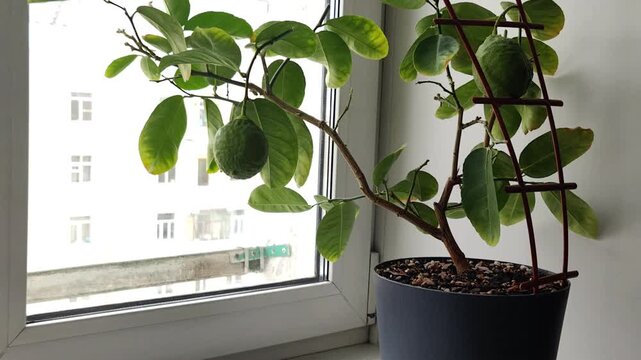 spraying indoor lemon zoom