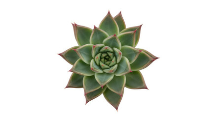 Obraz premium Close up of Vibrant Green Echeveria Succulent Plant With Red Tipped Leaves on White Background