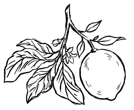 Hand drawn lemon branch illustration with leaves and blossoms, black ink sketch of citrus fruit isolated on white background