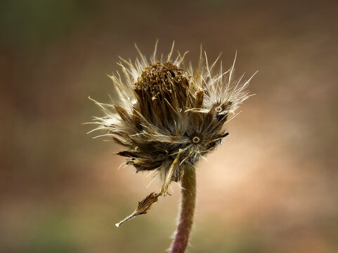 Dry Tridax procumbens flower head, dead wildflower in nature, macro photography