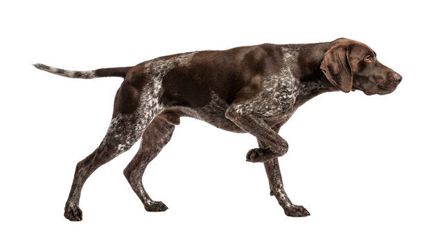 A focused Pointer dog frozen in act on trans PNG BG.