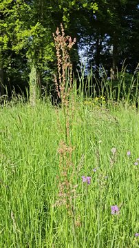 Tall rumex sanguineus plant standing in a sunlit outdoor meadow with green grass
