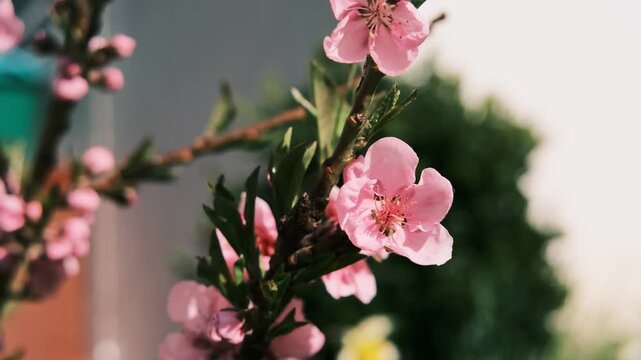 Beautiful pink spring blossoms blooming on tree branches. Close-up macro nature photography with a heavy vintage film grain effect. Soft blurred background.