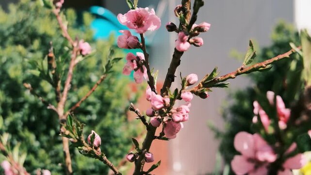 Beautiful pink spring blossoms blooming on tree branches. Close-up macro nature photography with a heavy vintage film grain effect. Soft blurred background.