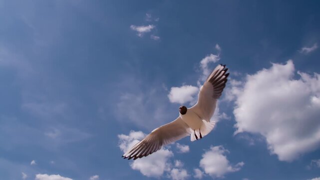 White Seagull in the Sunny Sky. A flock of seagulls chaotic rushes for the camera on a background of blue sky and white clouds