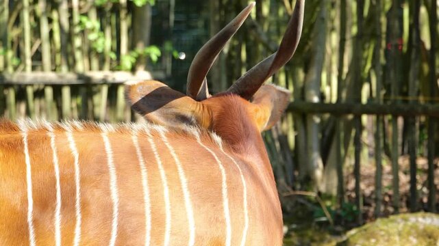 Close up of a rare mountain bongo antelope with distinct white stripes and spiral horns. Ideal for wildlife documentaries, conservation education, and zoo exhibits.