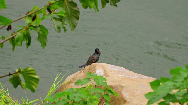 Great cormorant (Phalacrocorax carbo) perched on a large rock within flowing river water near riverbank vegetation while resting and observing surroundings in a freshwater ecosystem, static telephoto