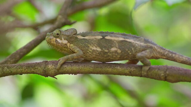 Flap necked chameleon (Chamaeleo dilepis) rests along a tree branch while displaying independent eye movement, scanning surroundings with turreted vision as its textured body blends with bark in tropi