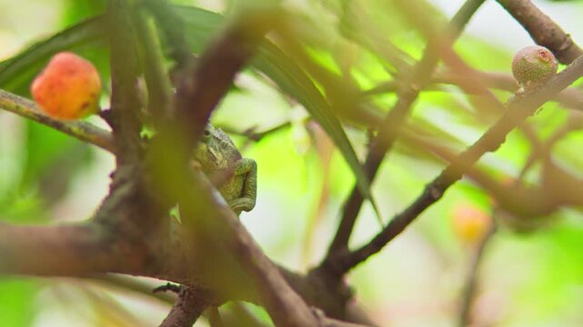 Flap necked chameleon (Chamaeleo dilepis) partially hidden behind leaves while observing its surroundings from within dense tropical vegetation using camouflage and minimal movement, bokeh