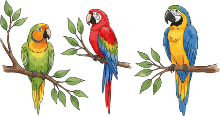 Parrot Bird Set with Colorful Macaws Perched on Branches Tropical Exotic Wildlife Illustration Isolated on White Background Vector Collection © MdMojnu