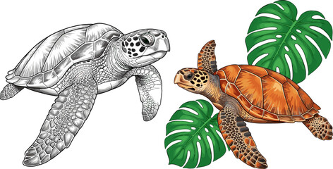 Sea Turtle Illustration Set with Detailed Marine Reptiles Swimming and Tropical Leaves Ocean Wildlife Isolated Vector Collection © MdMojnu