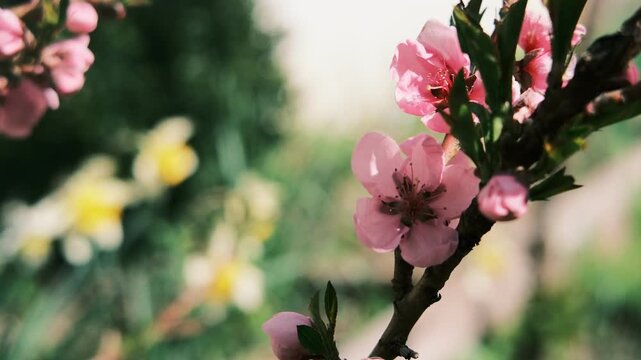 Beautiful pink spring blossoms blooming on tree branches. Close-up macro nature photography with a heavy vintage film grain effect. Soft blurred background.