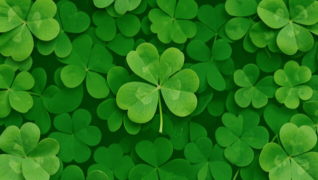 Vibrant green clover leaves fill the frame. One four-leaf clover stands out amid the others. Lush, natural texture adds depth to the composition. Ideal for festive or nature-themed designs