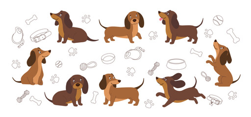 Fototapeta premium Vector collection of cute dachshund dogs in various poses including sitting running and standing. The set features flat illustrations of brown badger dogs accompanied by line art icons of pet supplies