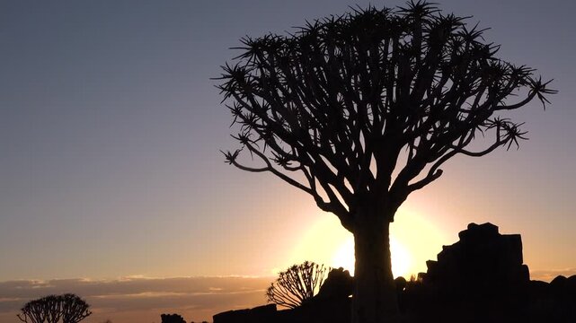 A quiver tree stands tall as the sun sets in Namibia. The sky fills with colors as night approaches. Rocks surround the tree, adding depth to this natural view.