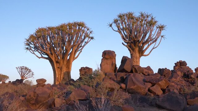 A quiver tree stands tall as the sun sets in Namibia. The sky fills with colors as night approaches. Rocks surround the tree, adding depth to this natural view.