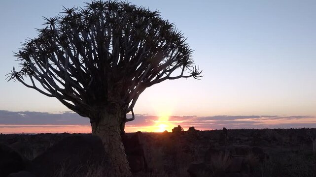 A quiver tree stands tall as the sun sets in Namibia. The sky fills with colors as night approaches. Rocks surround the tree, adding depth to this natural view.