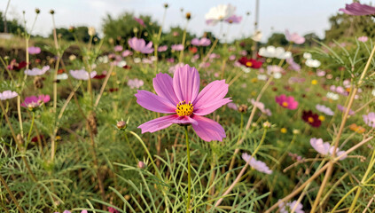 Fototapeta premium Pink cosmos bloom in sunlit meadow. Soft petals frame golden center. Green stems rise among wildflowers. Colorful blossoms dot the field. Background blur enhances foreground bloom