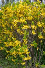 Obraz premium a vibrant yellow forsythia bush in full spring bloom, featuring dense clusters of delicate yellow flowers and fresh green leaves growing on thin brown branches