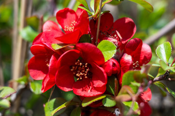 Fototapeta premium a dense cluster of vibrant red japanese quince flowers blooming on a branch with fresh green leaves, set against a softly blurred natural spring garden