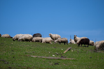 Obraz premium a mixed flock of white and black sheep grazing on a vibrant green grassy hillside under a clear bright blue sky in the rural countryside of bulgaria.