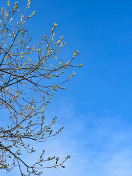 Spring buds on tree branches against blue sky