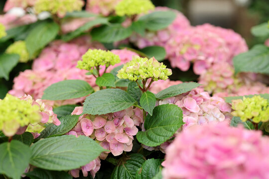 Pink hydrangea flowers (Hydrangea macrophylla ) in garden