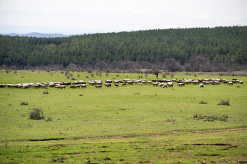 Fototapeta premium a large flock of sheep grazing in a vast, vibrant green meadow, set against a background of a dense evergreen forest and distant mountains under an overcast sky in the bulgarian