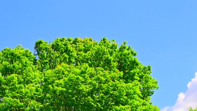 新緑の木と青空の雲