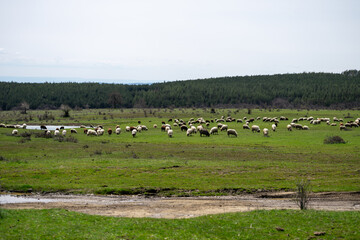 Obraz premium a large flock of sheep grazing in a vast green meadow, featuring a dense pine forest and rolling hills under an overcast sky in the bulgarian countryside.