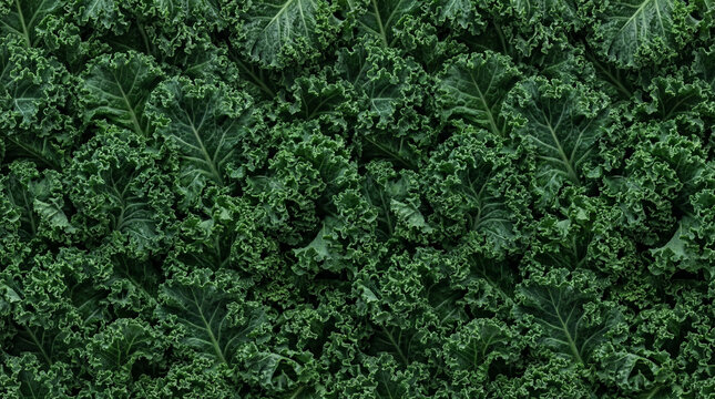 Kale leaves