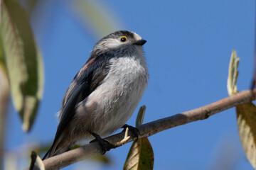 Long-tailed tit. Bird in tree close-up in The Netherlands © Kim de Been
