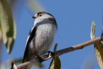 Long-tailed tit. Bird in tree close-up in The Netherlands © Kim de Been