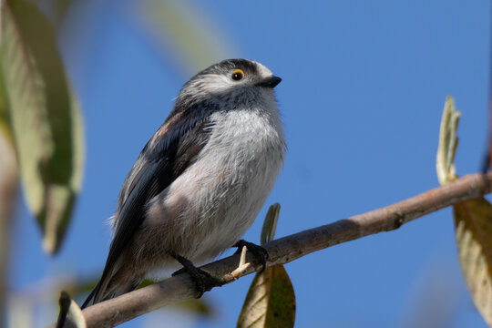 Long-tailed tit. Bird in tree close-up in The Netherlands