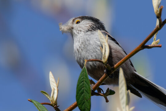 Long-tailed tit. Bird in tree close-up in The Netherlands