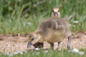 Obraz premium Baby goose (gosling) close-up in the grass (The Netherlands)