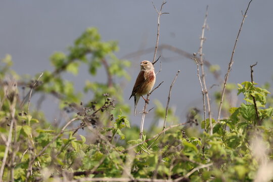 the beautiful male common linnet (Carduelis cannabina)
