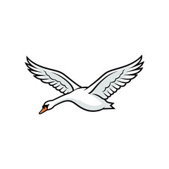 Obraz premium A majestic white swan with wings spread wide is captured in mid-flight against a white background.