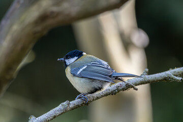 Great tit bird perching on a tree branch © CaptainCat
