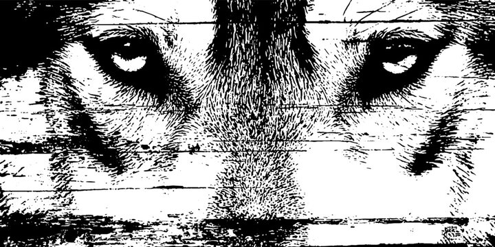 Wolf intense stare across distressed wood plank texture closeup