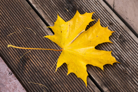 A yellow leaf lies on a wooden surface during autumn. The leaf shows distinct shapes and colors that mark the changing season.