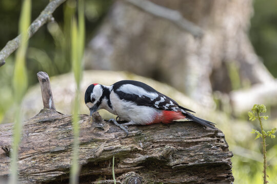 Great spotted woodpecker foraging for food on deadwood log