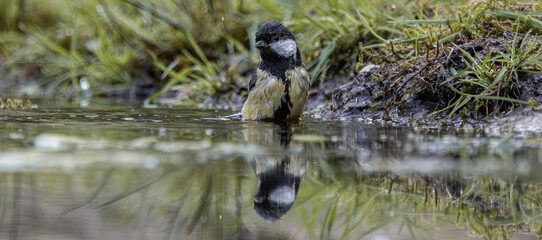 Great tit bird having a bath in clear water © CaptainCat