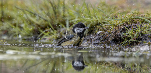 Coal tit bird splashing water for a refreshing bath © CaptainCat