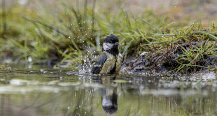 Great tit bird splashing water while bathing in puddle © CaptainCat