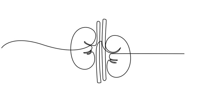 Human kidney sign animation continuous one line drawing. Self drawing animation of single line drawing kidneys. World Kidney Day. Continuous Line Drawing of Kidneys Icon. 4K animation video