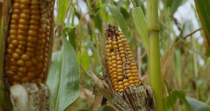 Close-up of corn ear damaged by disease in field. Crop failure and food production loss concept