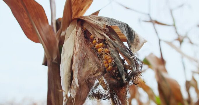 Diseased corn cob damaged on plant in field, close-up. Crop loss and food crisis caused by failed harvest