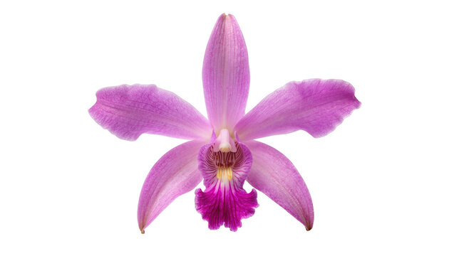 Isolated vibrant pink exotic orchid flower blooming beautifully, a delicate tropical plant